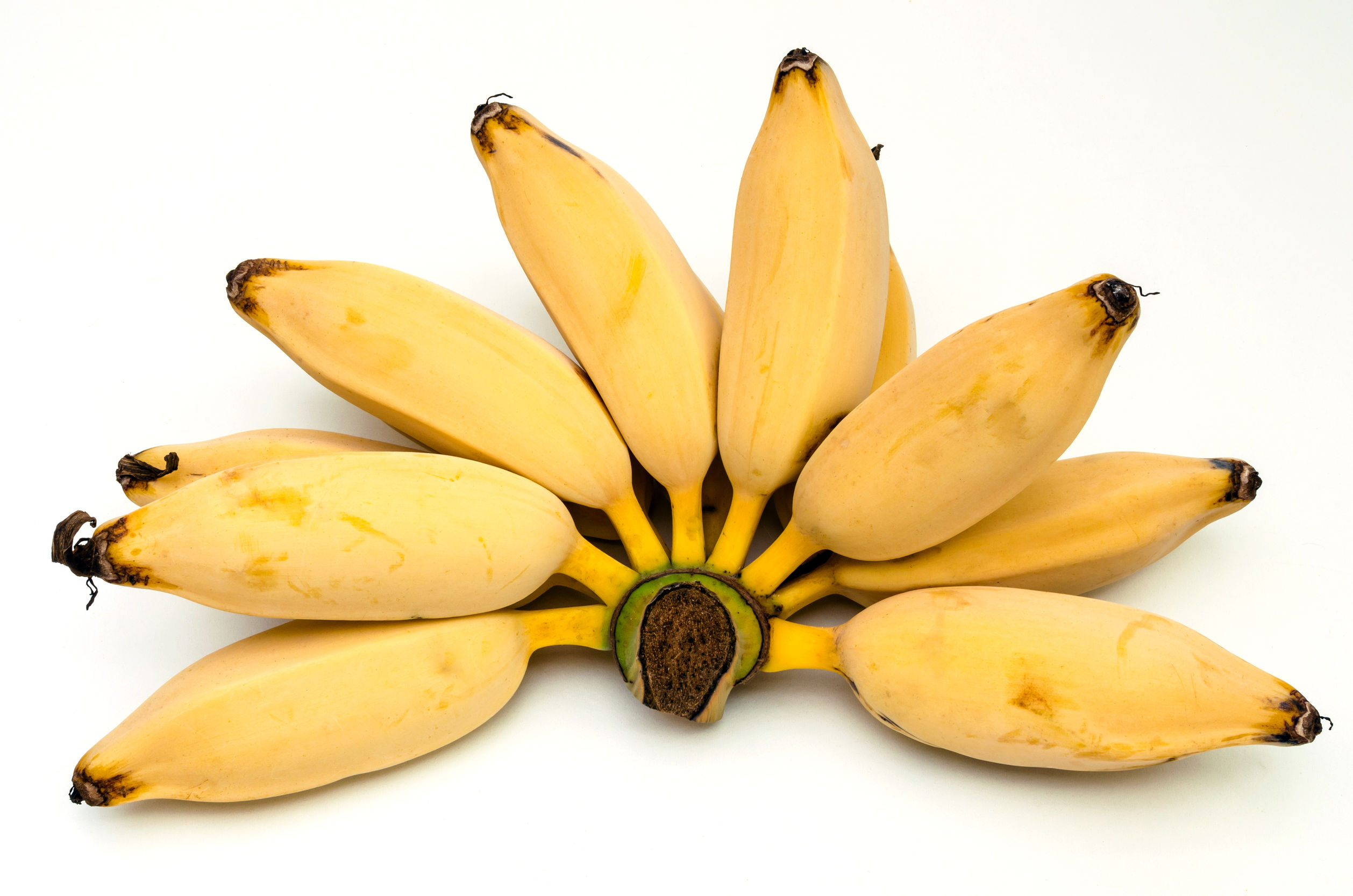 Burro Bananas Sweet Creamy Baby Bananas Perfect for Snacking